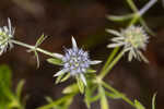 Fragrant eryngo